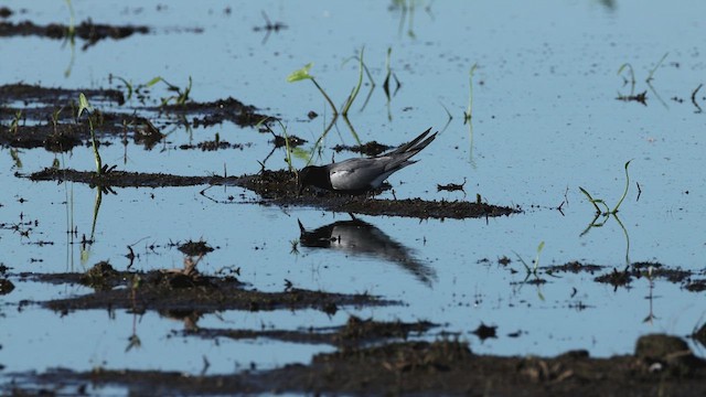 Black Tern - ML620872144