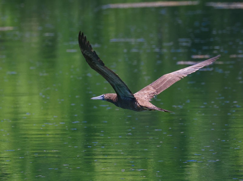 Brown Booby - ML620872148