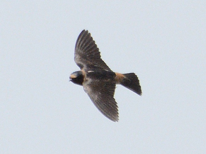 Cliff Swallow - ML620872150