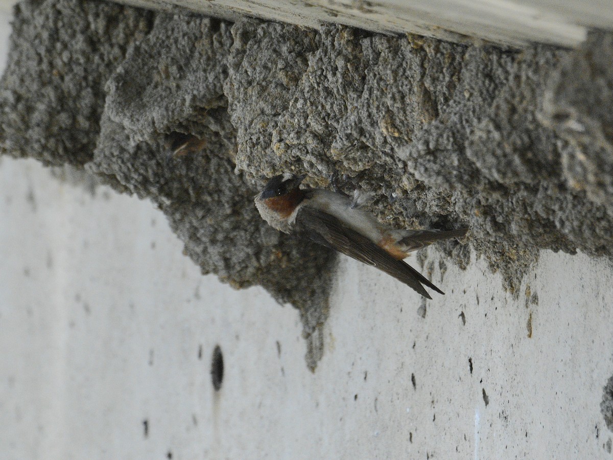 Cliff Swallow - ML620872152