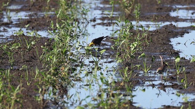 Yellow-headed Blackbird - ML620872153