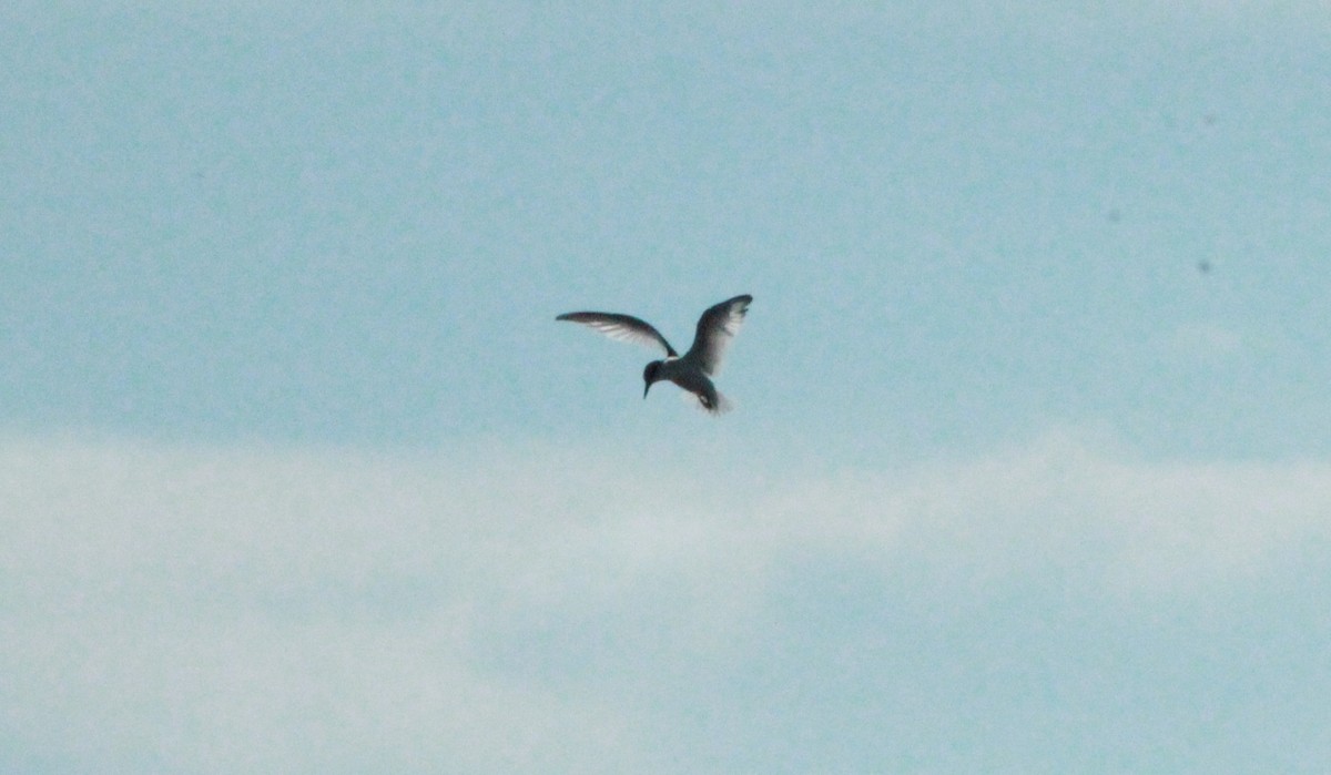 Least Tern - ML620872154