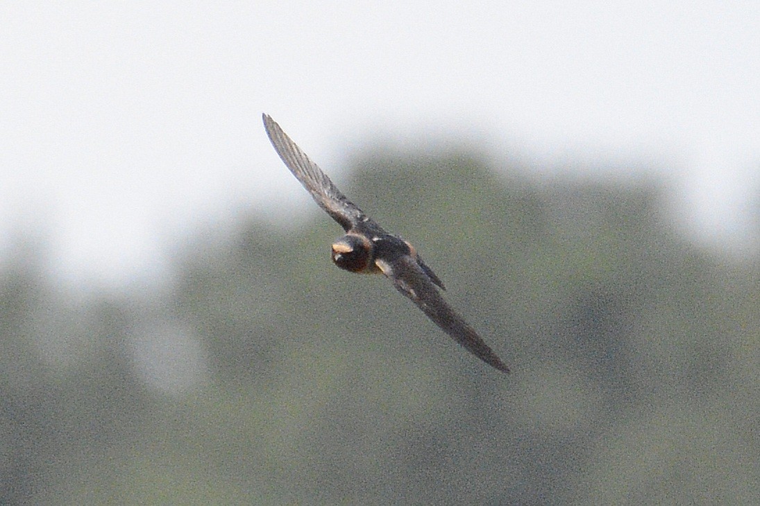 Cliff Swallow - ML620872174