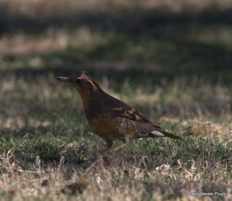 Varied Thrush - ML620872175