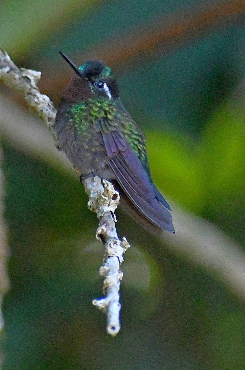 Purple-throated Mountain-gem - ML620872176