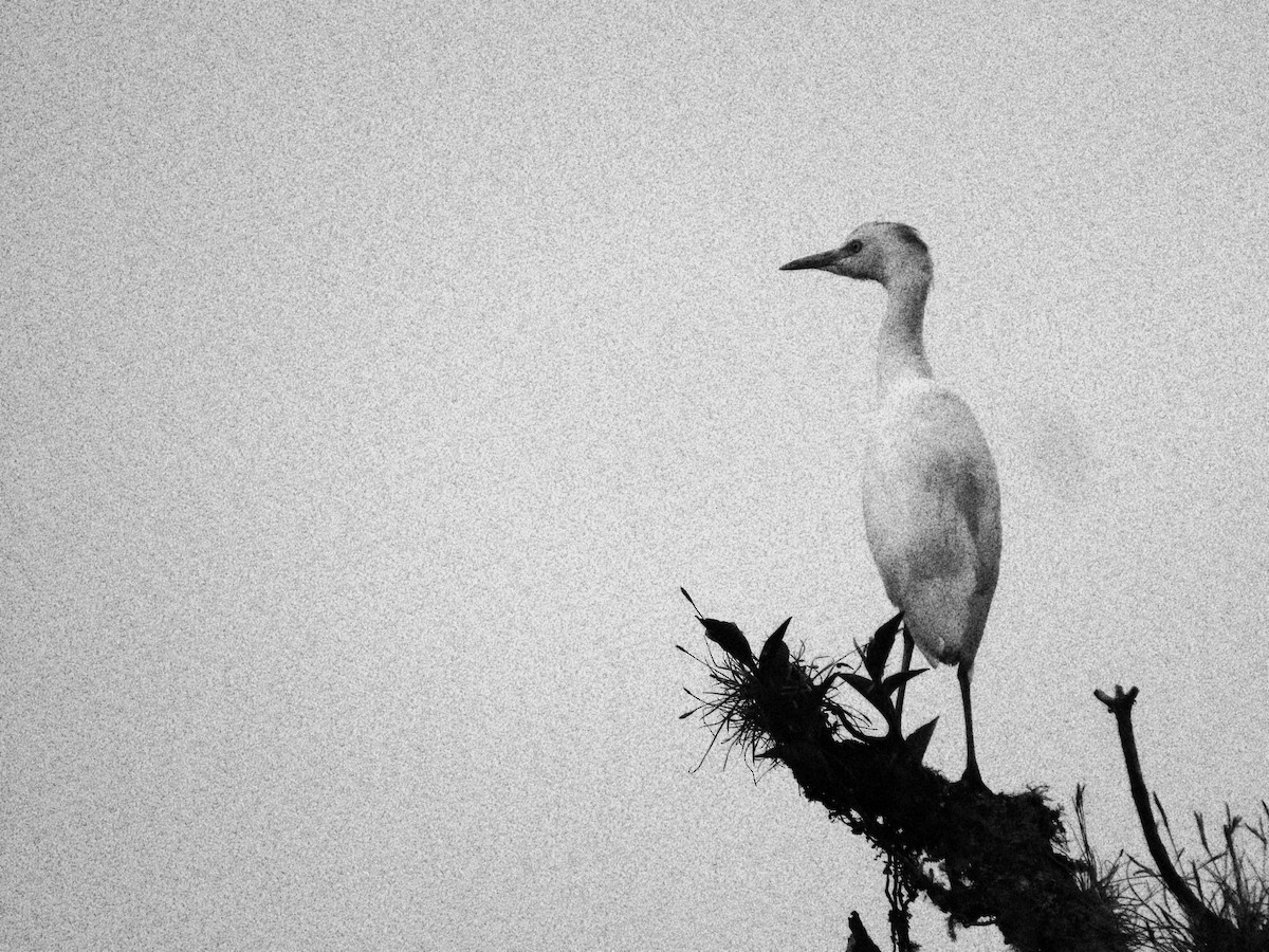 Western Cattle Egret - ML620872181