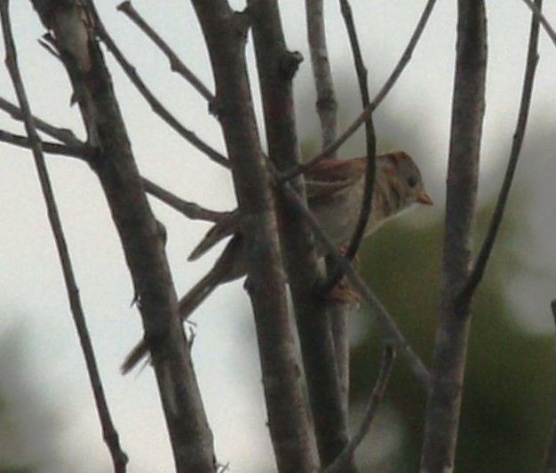 Field Sparrow - ML620872190
