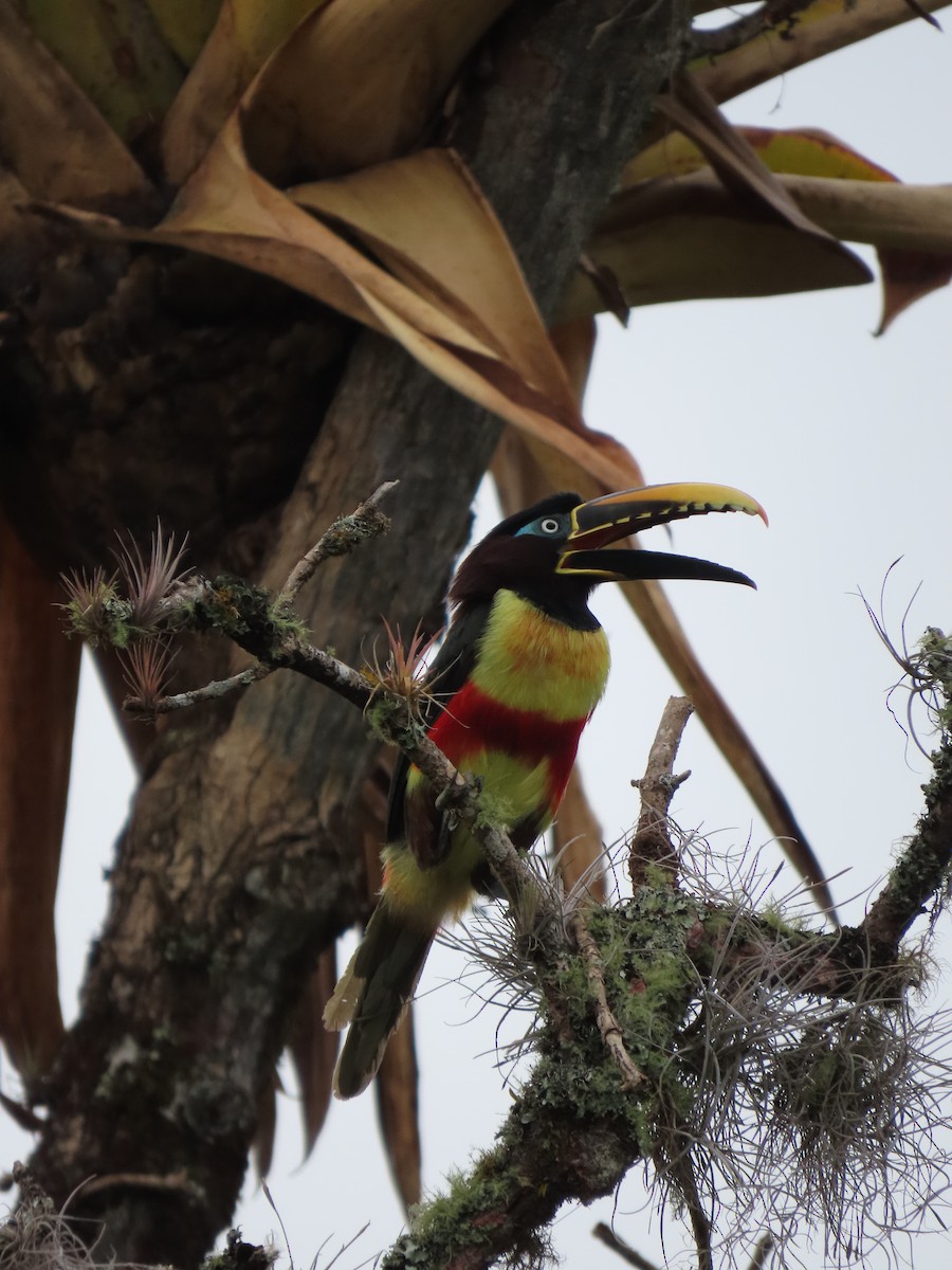 Chestnut-eared Aracari - ML620872197