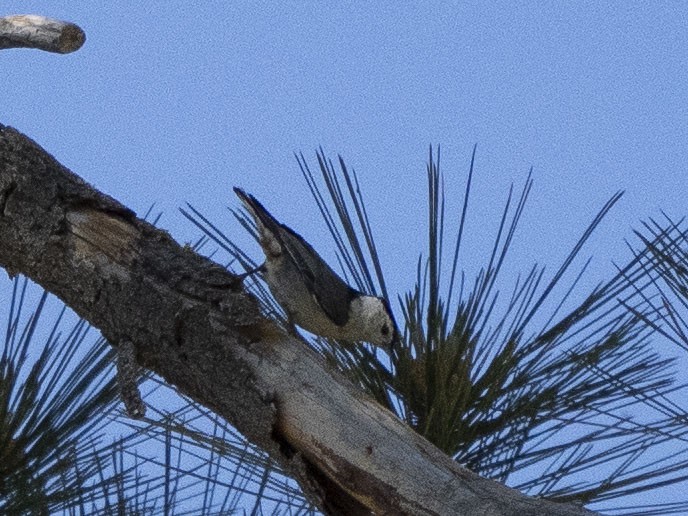 White-breasted Nuthatch - ML620872199