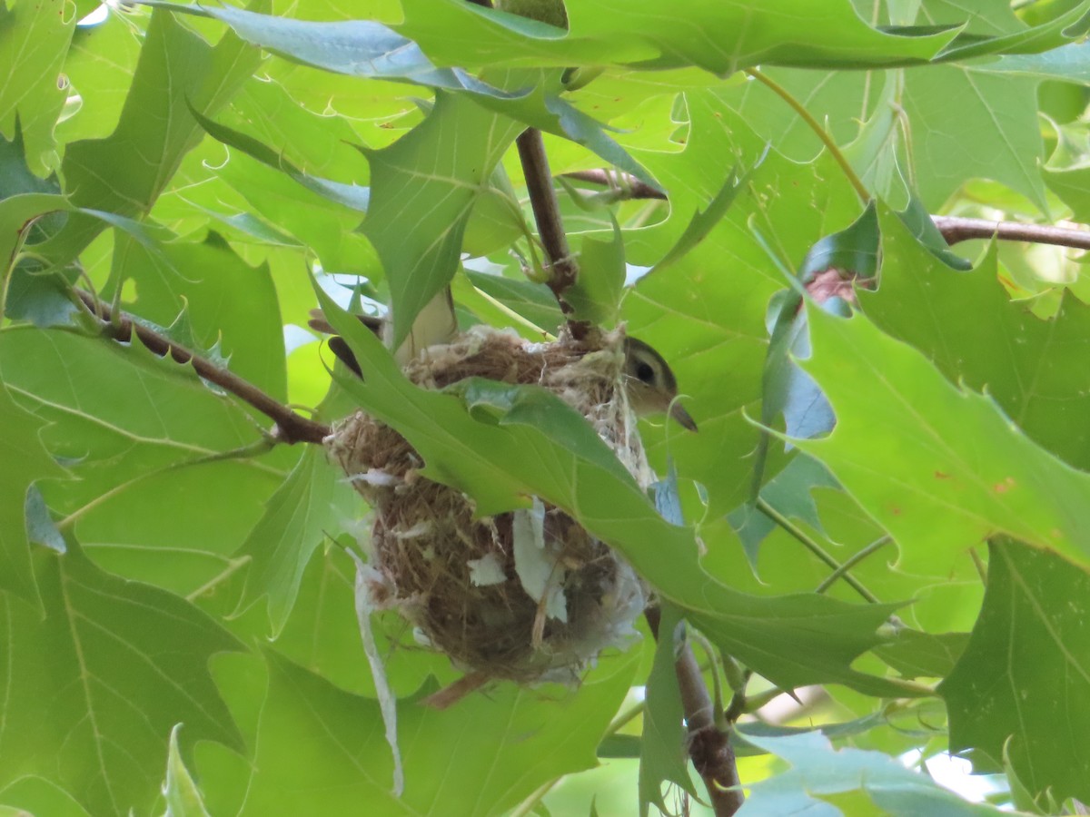 Warbling Vireo - ML620872203