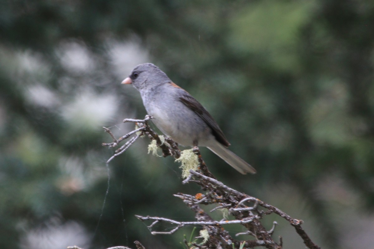 Junco ardoisé - ML620872204