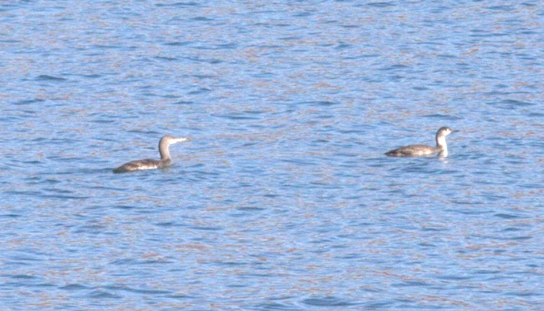 Red-throated Loon - ML620872205