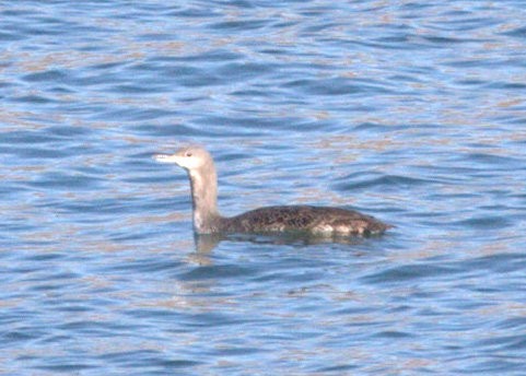 Red-throated Loon - ML620872206