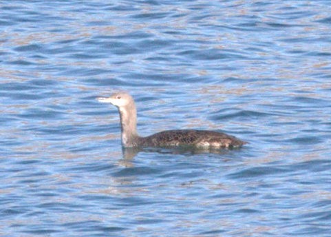 Red-throated Loon - ML620872206