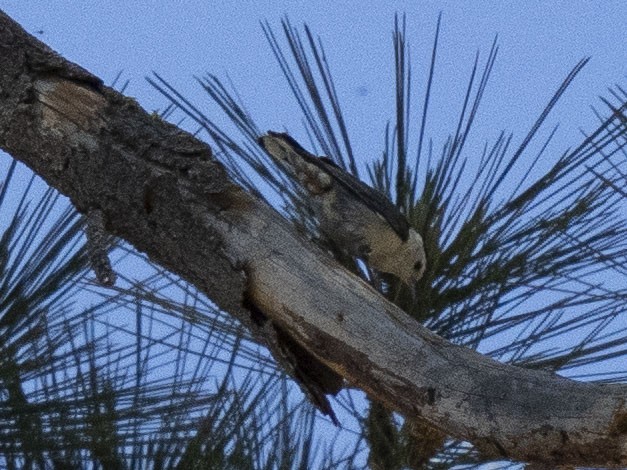 White-breasted Nuthatch - ML620872230