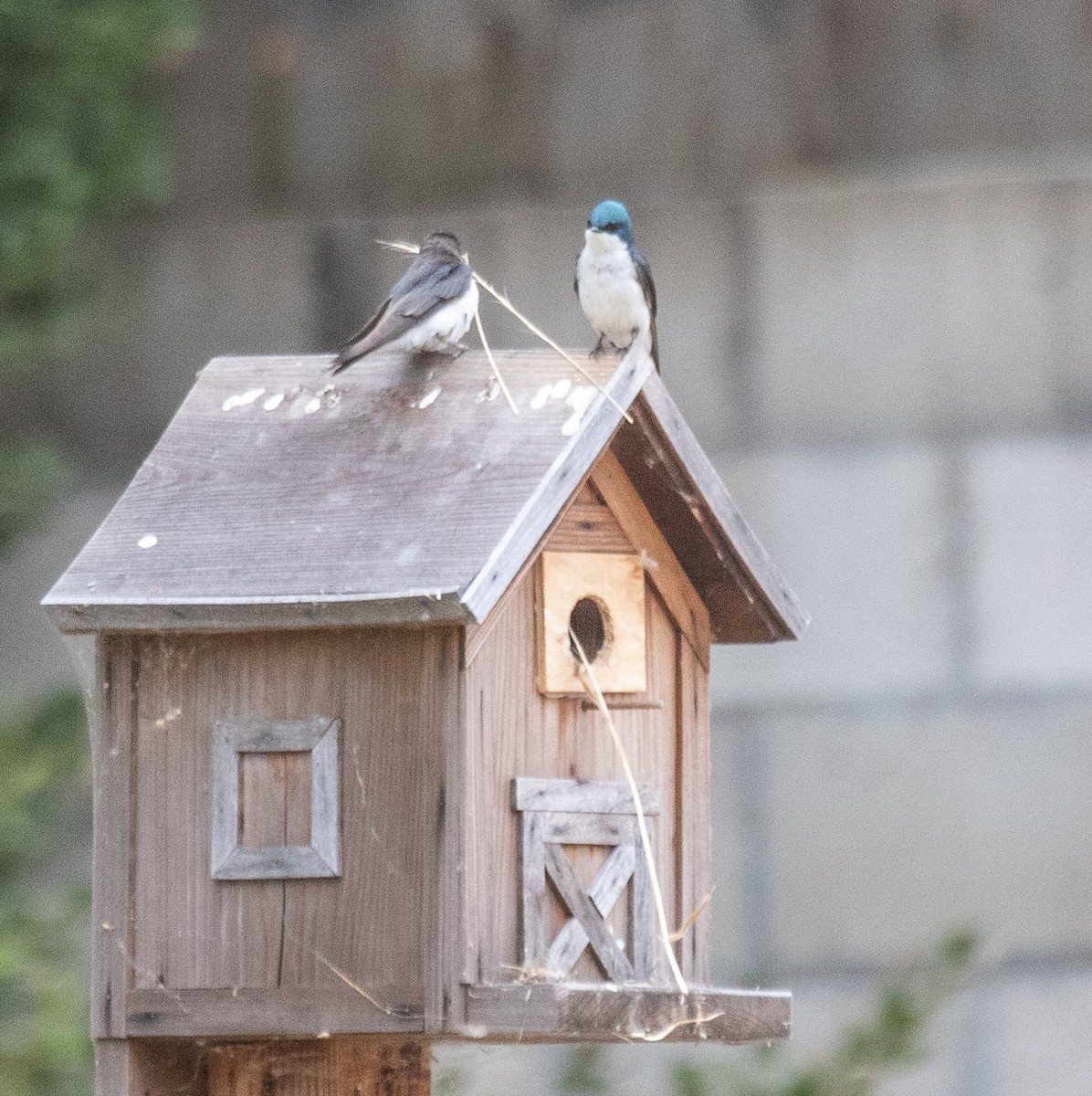 Tree Swallow - Kathleen Kent