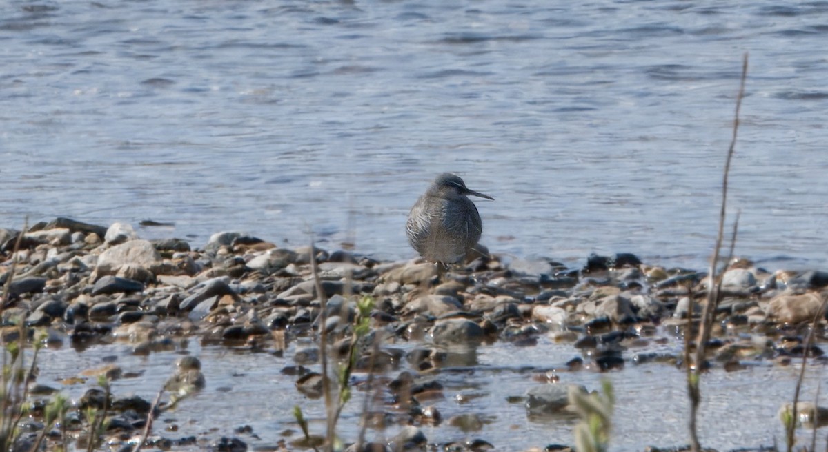 Wandering Tattler - ML620872245