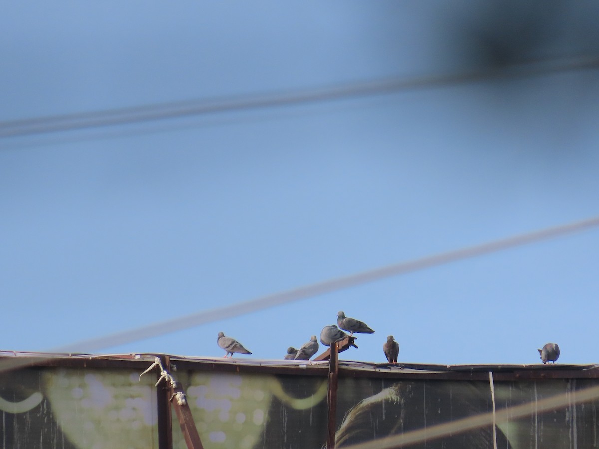 Rock Pigeon (Feral Pigeon) - ML620872247