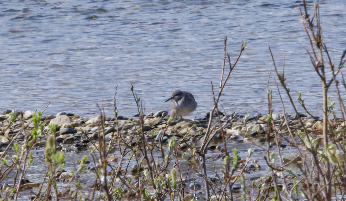 Wandering Tattler - ML620872248