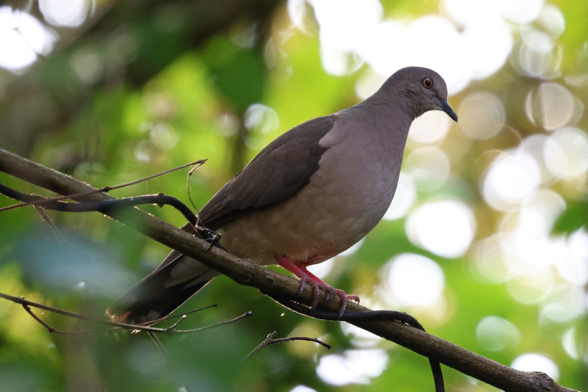 White-tipped Dove - ML620872254