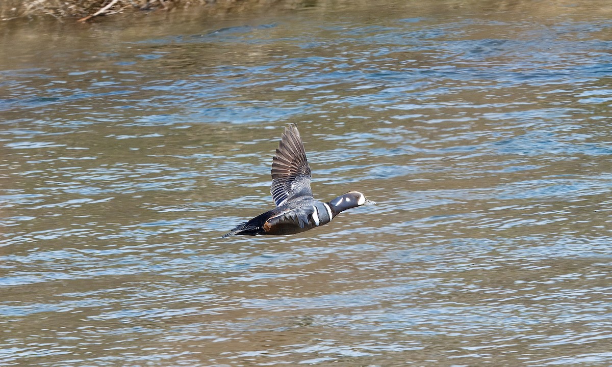 Harlequin Duck - ML620872258