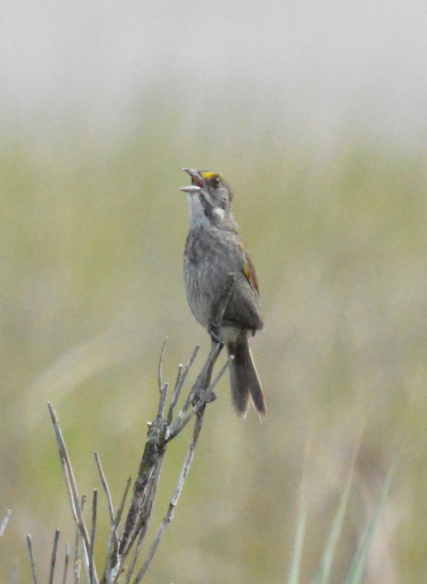 Seaside Sparrow - ML620872260