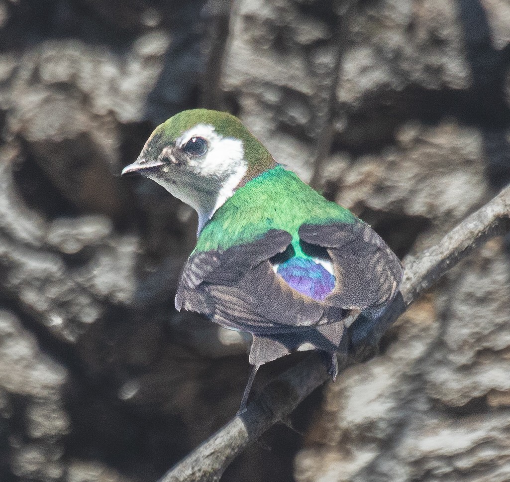 Violet-green Swallow - ML620872261