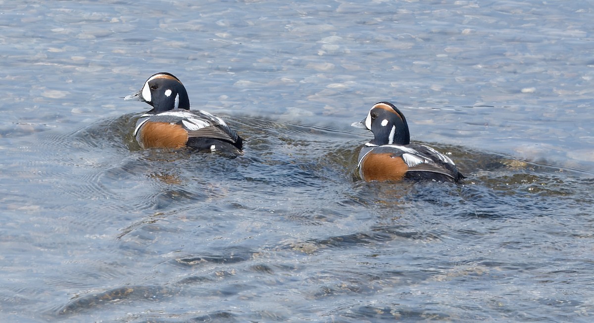 Harlequin Duck - ML620872262