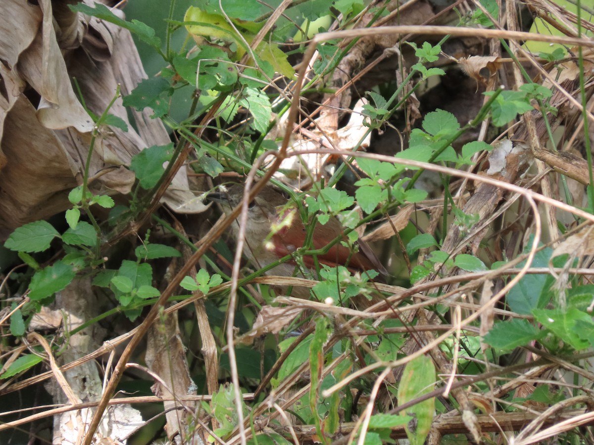 Plain-crowned Spinetail - ML620872265