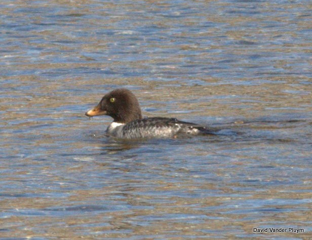 Barrow's Goldeneye - ML620872270