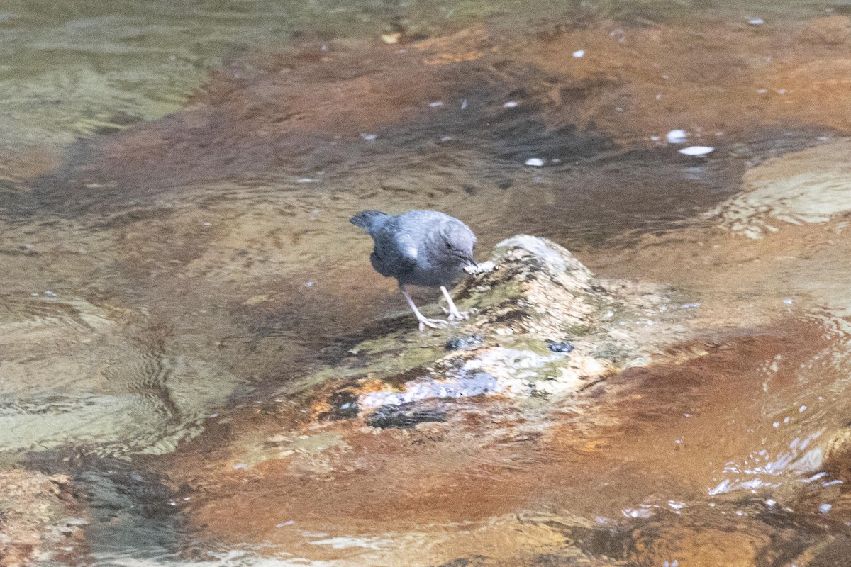 American Dipper - dan davis