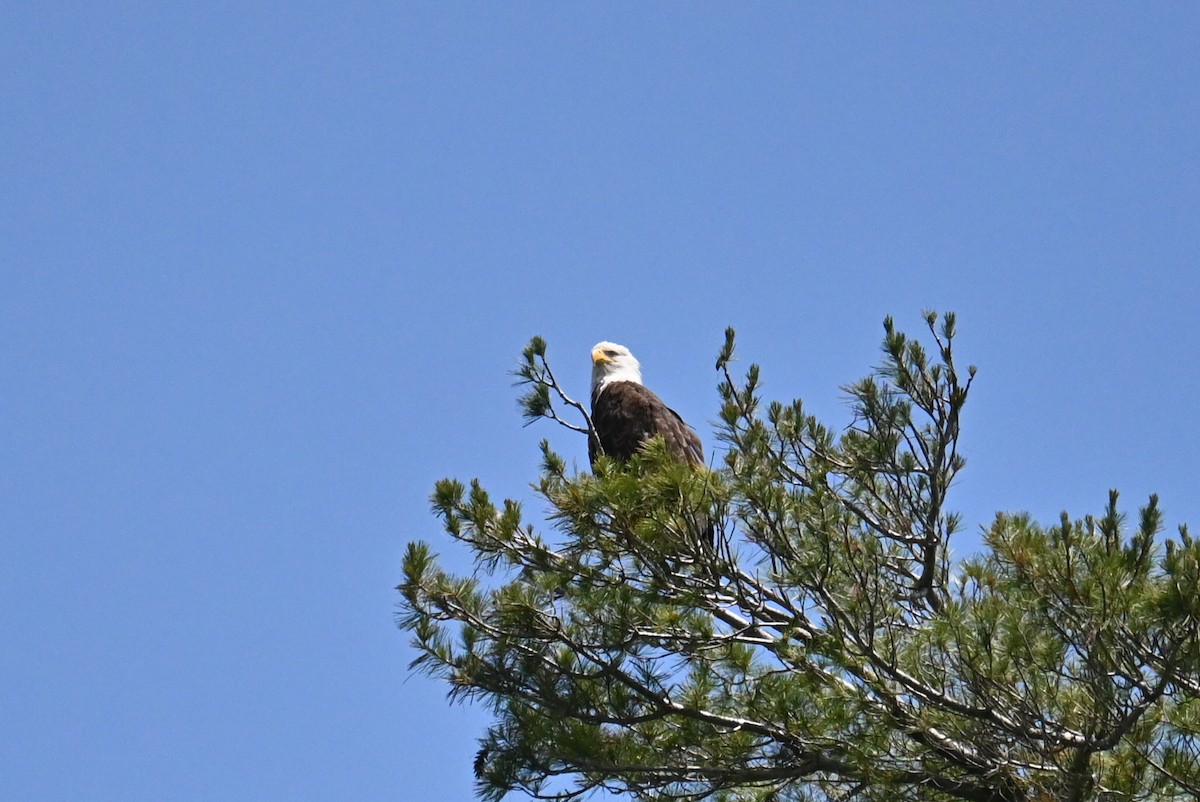 Bald Eagle - Hale Edwards