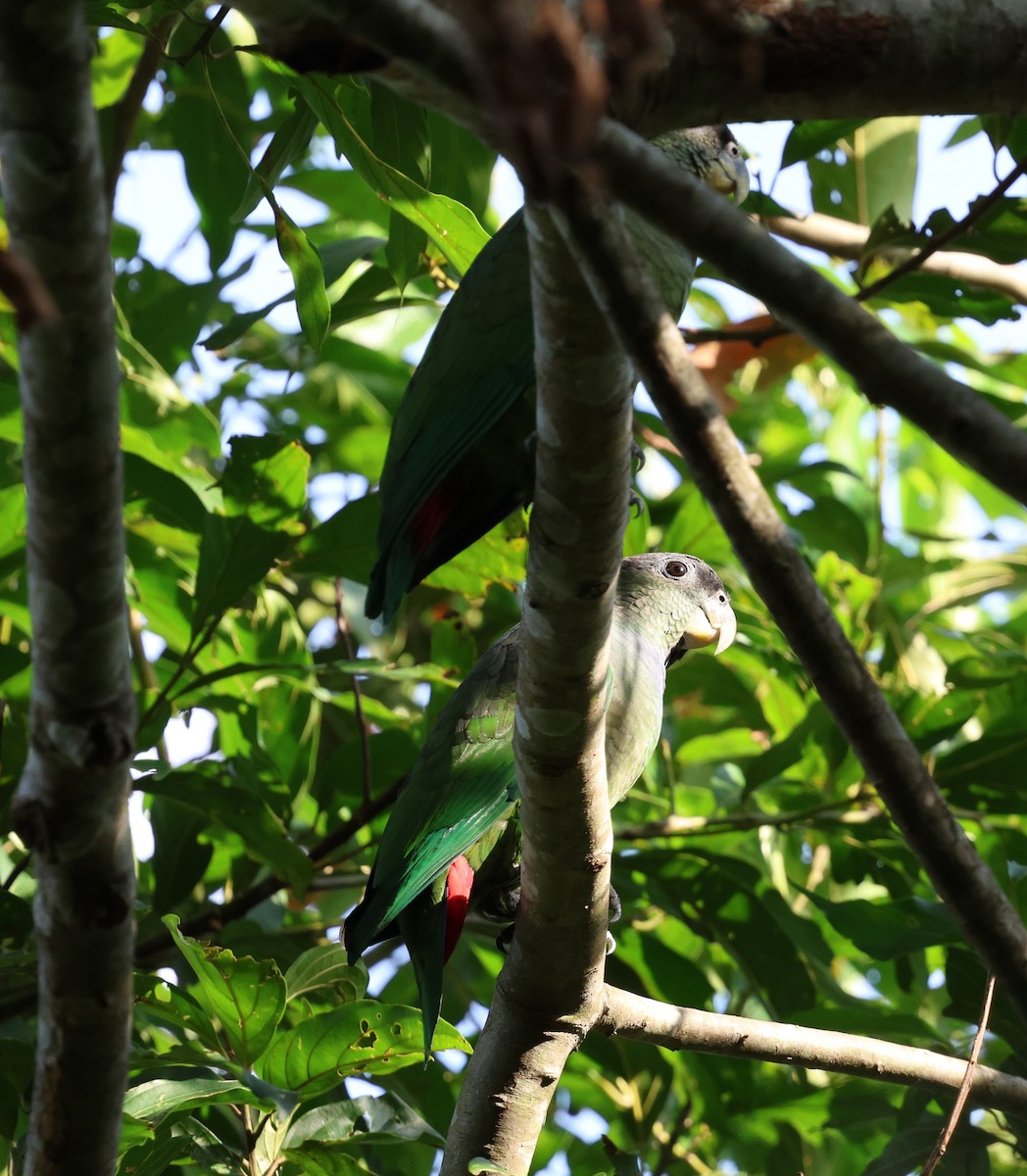 Scaly-headed Parrot - ML620872287