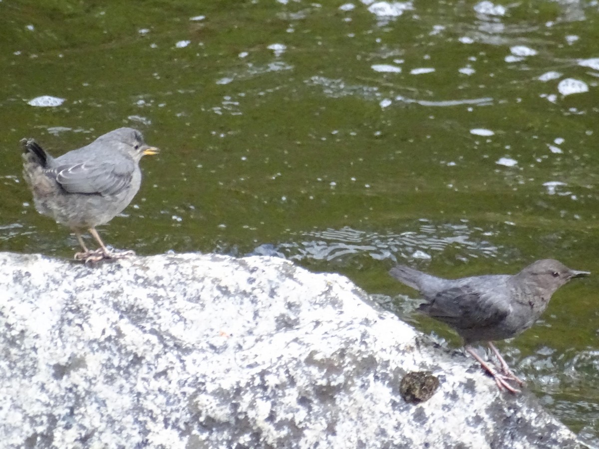 American Dipper - dan davis