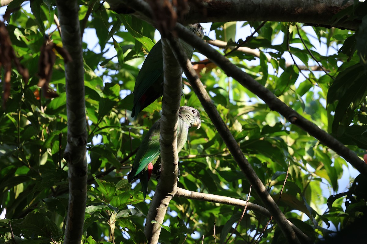 Scaly-headed Parrot - ML620872289