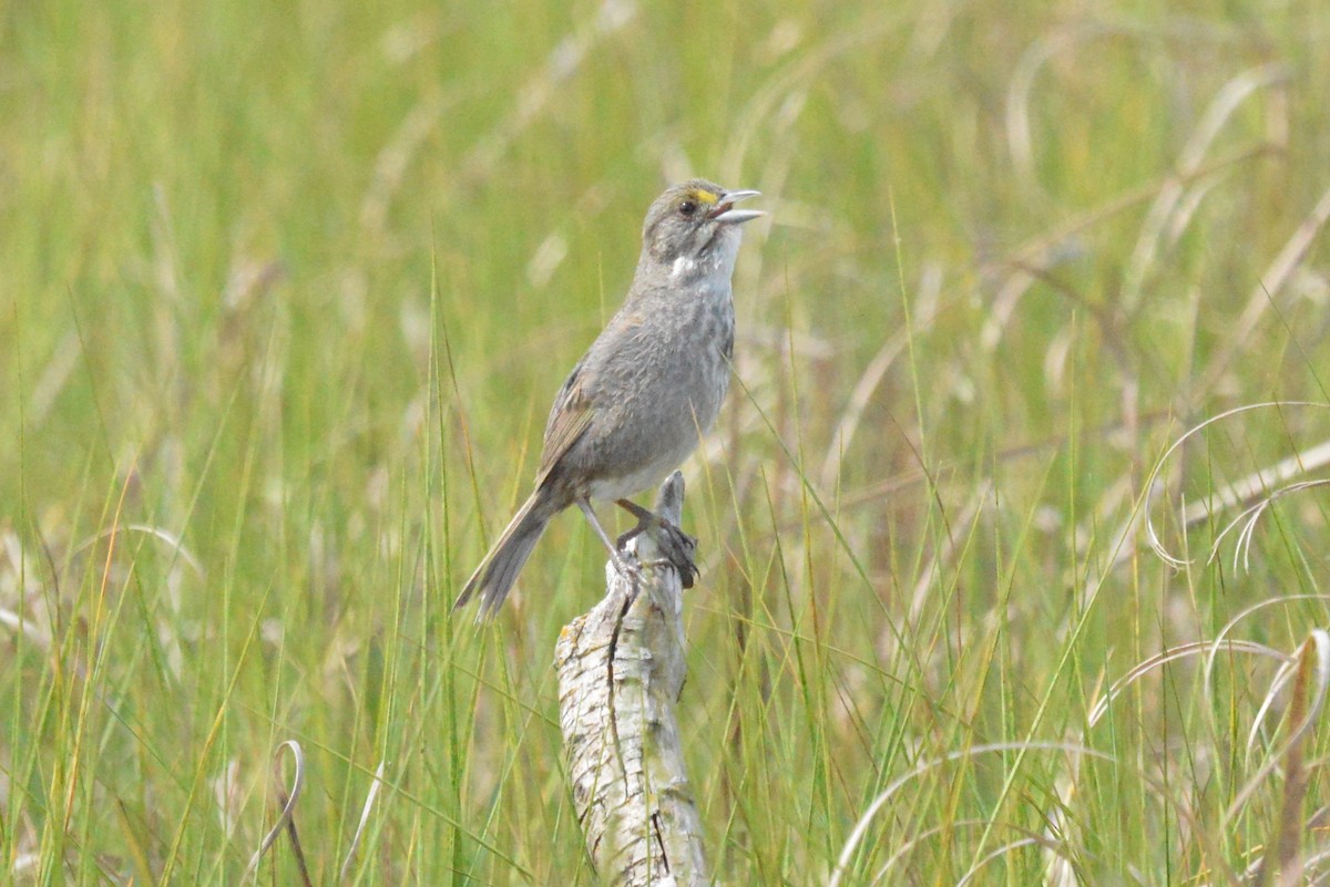 Seaside Sparrow - ML620872291