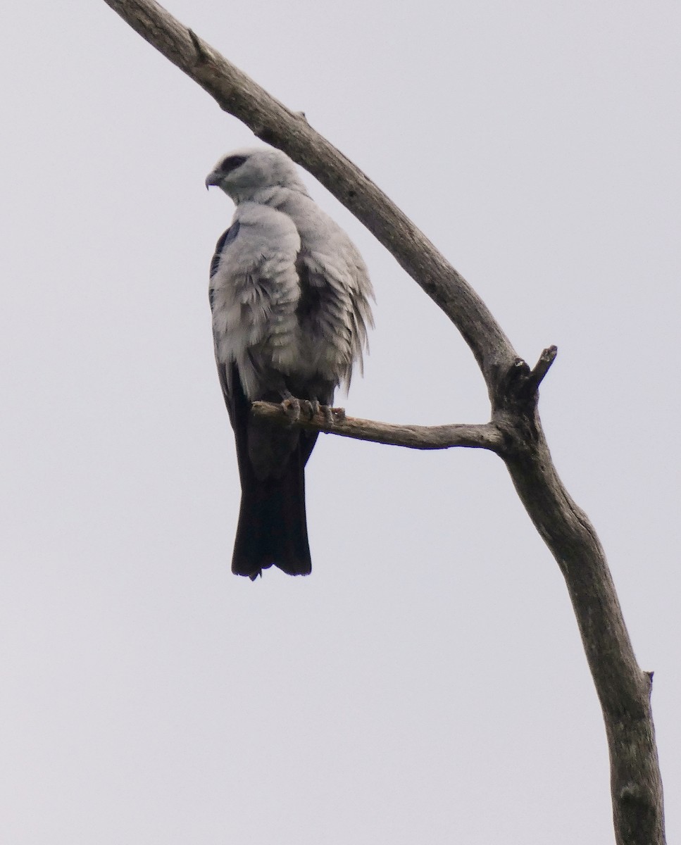 Mississippi Kite - ML620872298