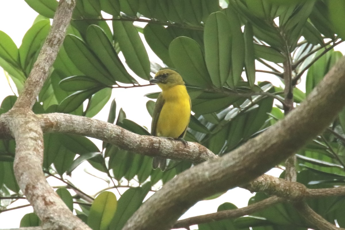 Orange-crowned Euphonia - ML620872299