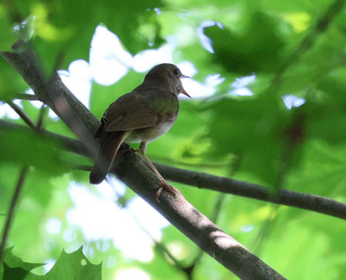 Thrush Nightingale - ML620872305