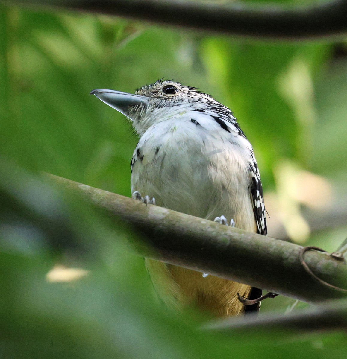 Spot-backed Antshrike - ML620872316