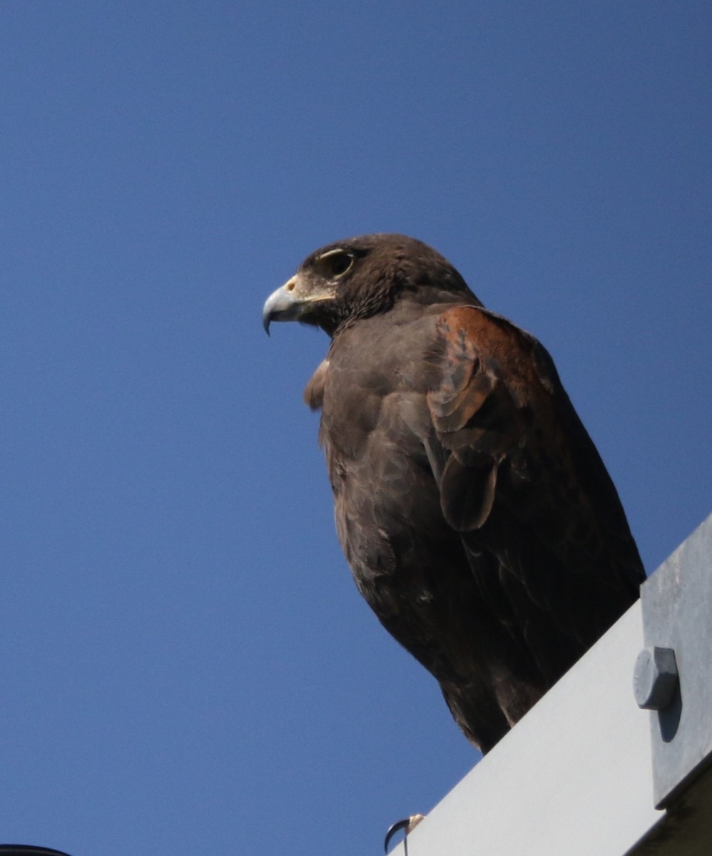 Harris's Hawk - ML620872318