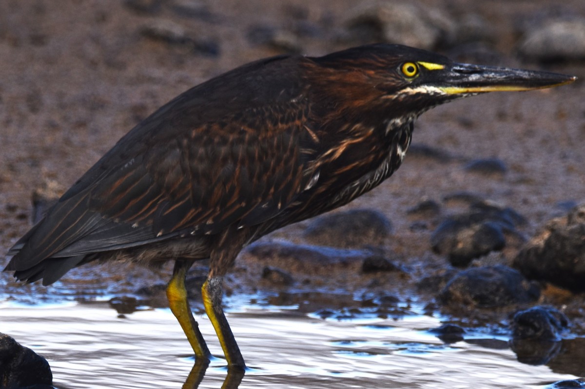 Striated Heron (Galapagos) - ML620872319