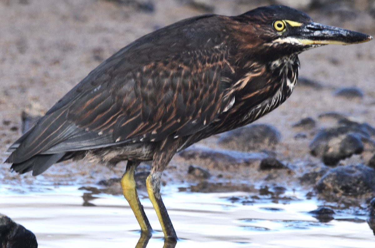 Striated Heron (Galapagos) - ML620872320