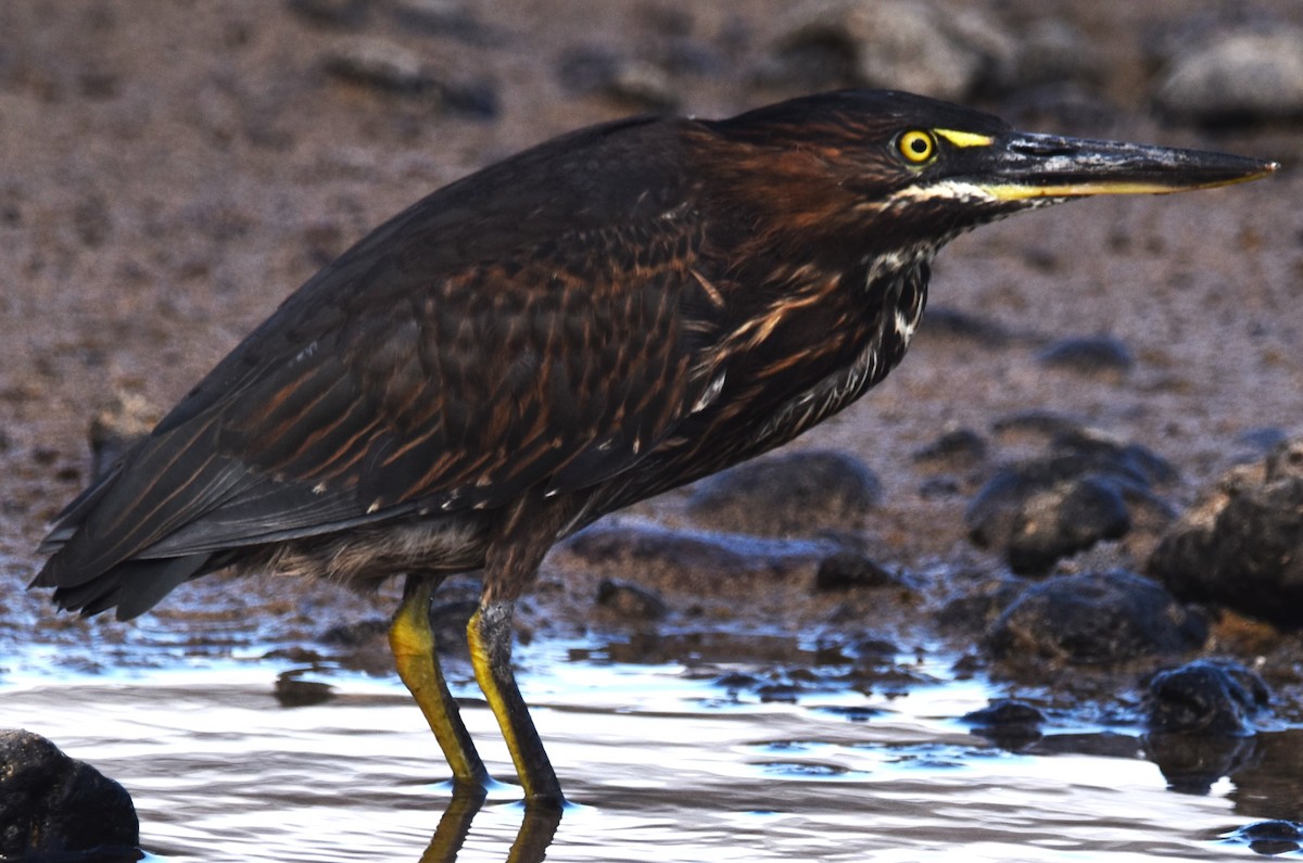 Striated Heron (Galapagos) - Old Sam Peabody