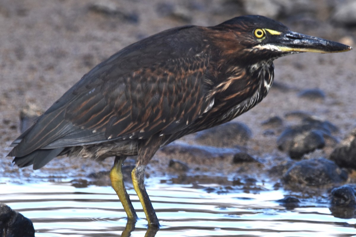 Striated Heron (Galapagos) - ML620872325