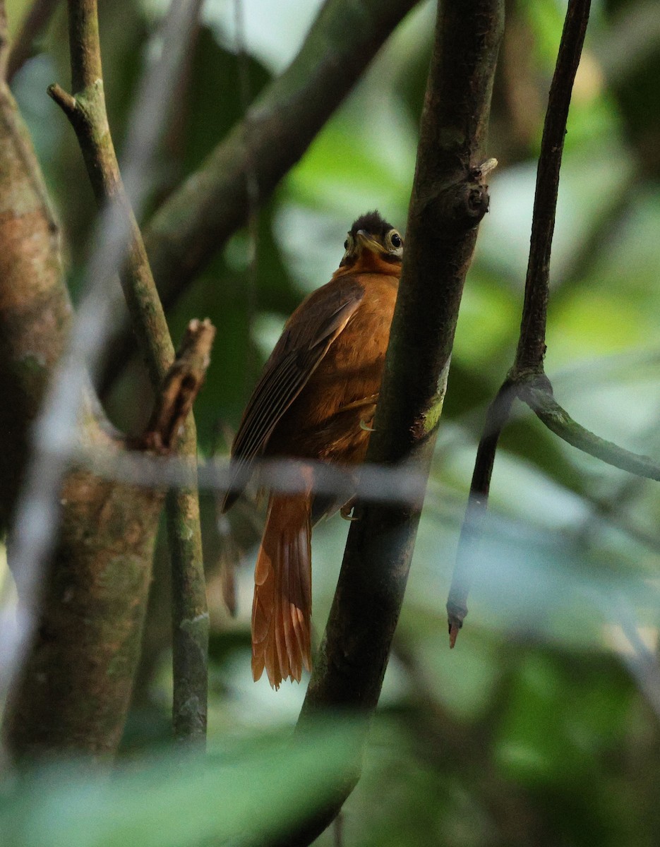 Black-capped Foliage-gleaner - ML620872329