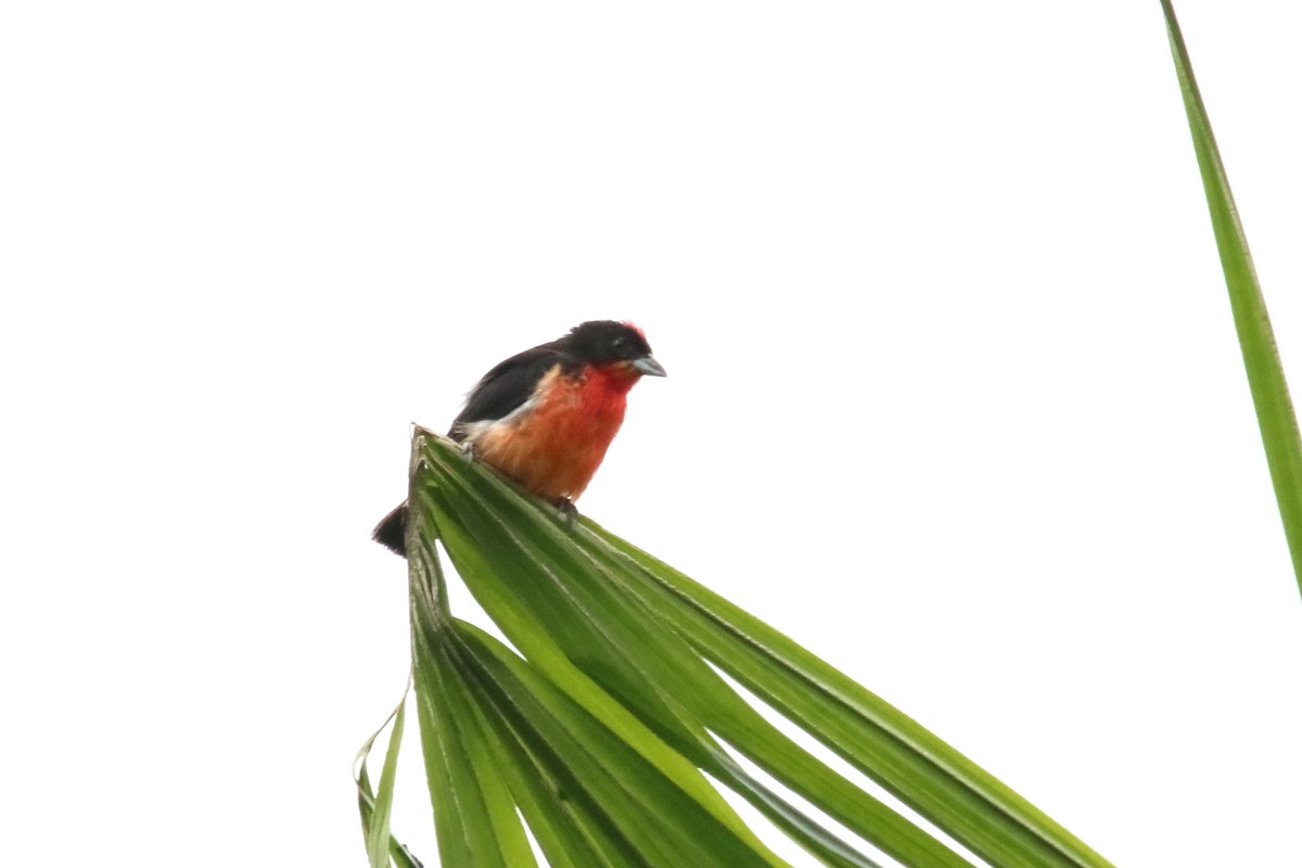 Crimson-breasted Finch - ML620872333