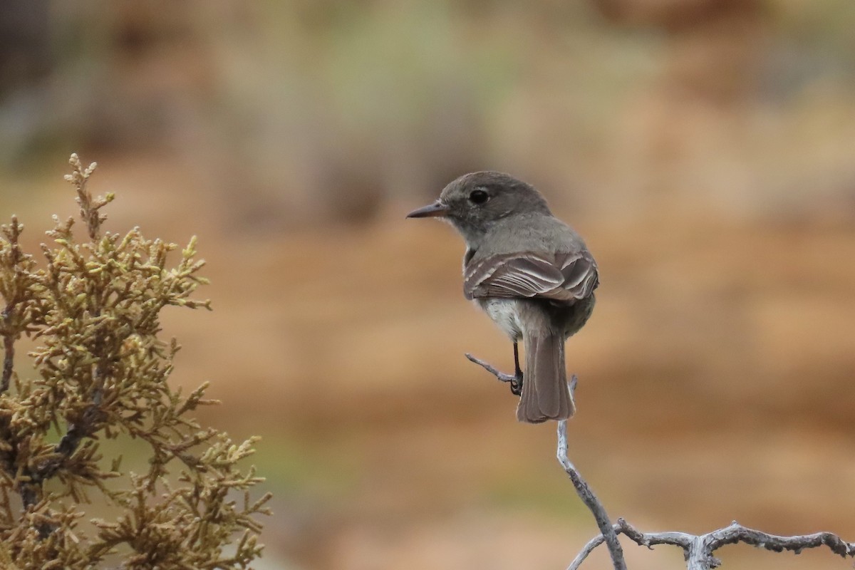 Gray Flycatcher - ML620872335