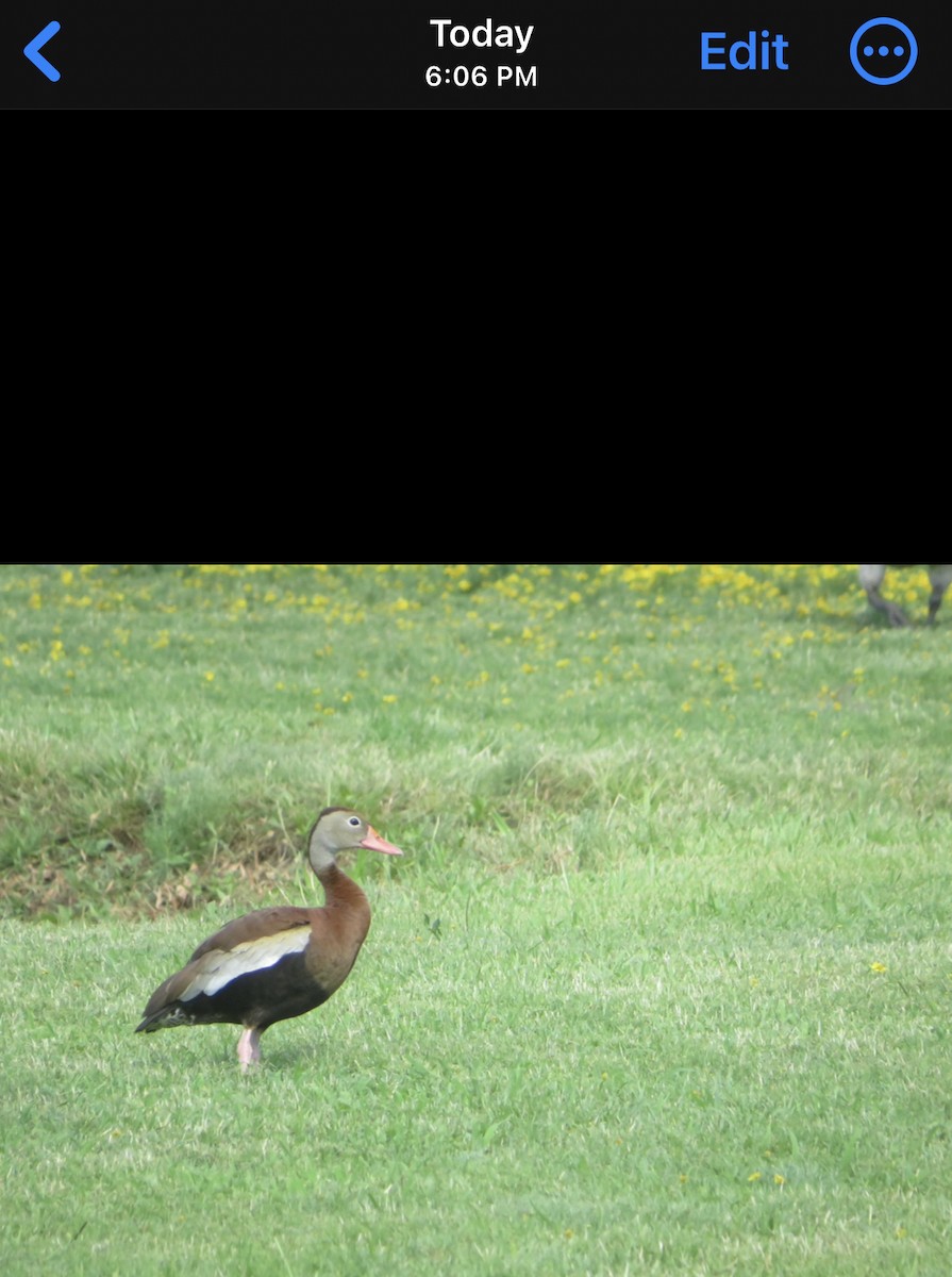 Black-bellied Whistling-Duck - ML620872336