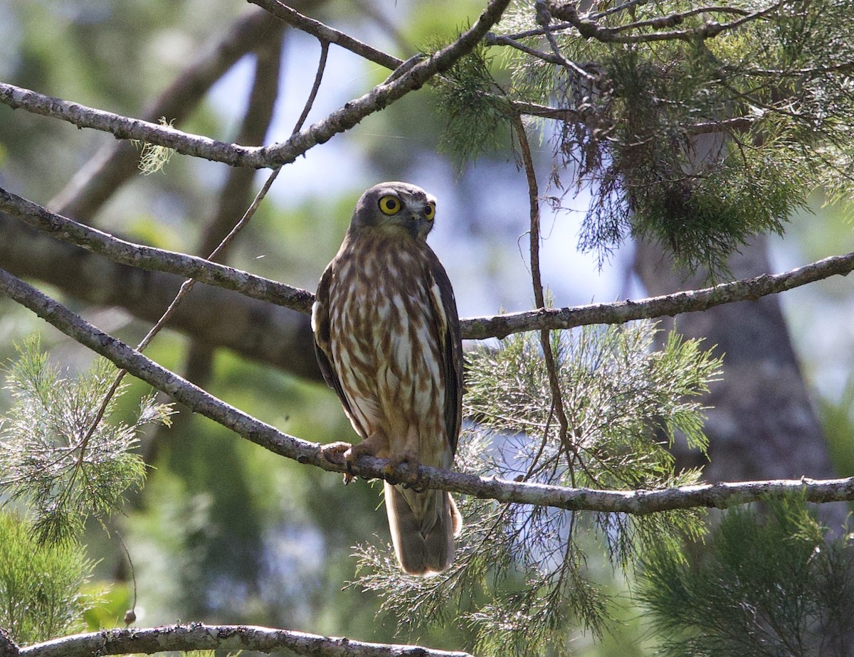 Barking Owl - ML620872337